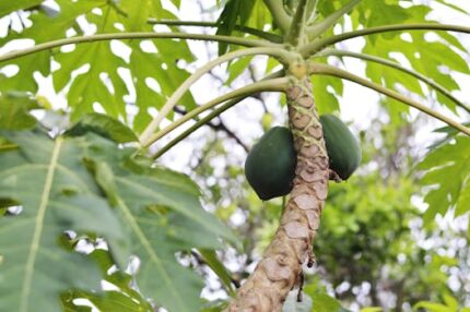 Papaya Spears Fruit