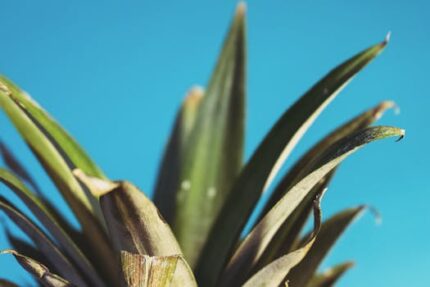 Pineapple Fruit Powder