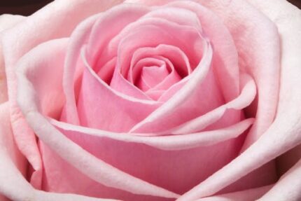 Pink Rose Mica