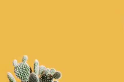 Prickly Pear Butter
