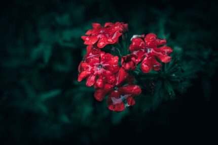 Red Oxide