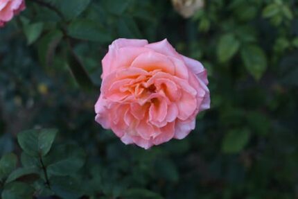 Rose Otto Oil Turkey 3%