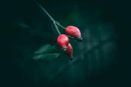 Rosehips Whole