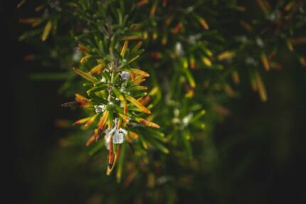 Rosemary Dried Leafs