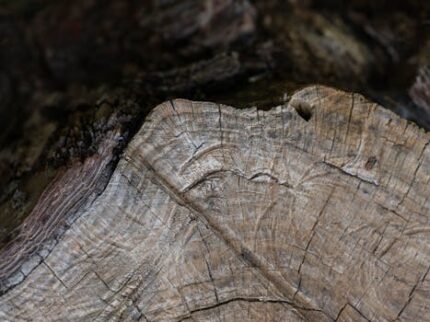 SARSAPARILLA ROOT TEA CUT