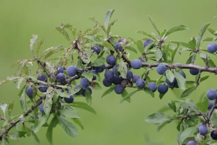 SLOE (BLACKTHORN) BERRY WHOLE