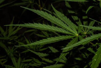 Skullcap Herb ORGANIC