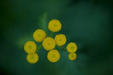 TANSY FLOWERS