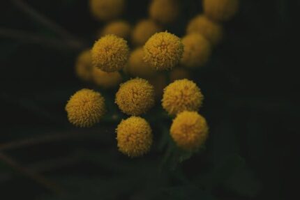 Tansy Blue Herbal Oil
